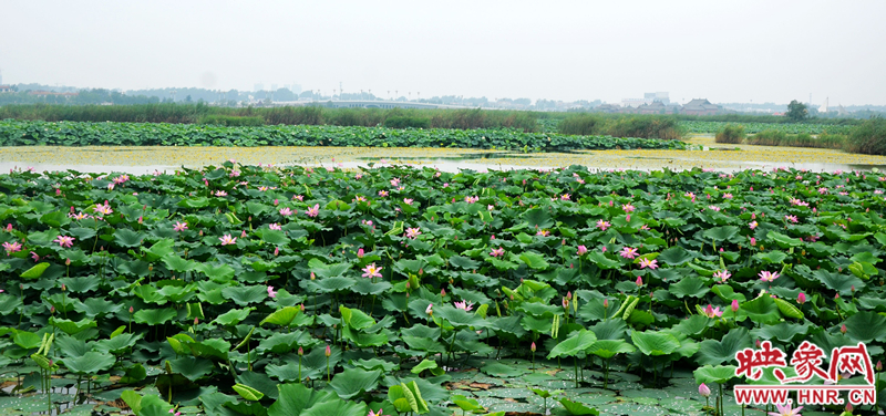 “相約龍湖賞荷,情定羲皇故都”七夕情人節(jié)千人自駕 “相約龍湖賞荷,情定羲皇故都”七夕情人節(jié)千人自駕