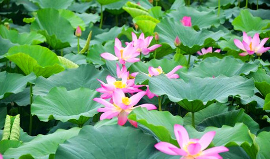 第八屆中國(guó)·淮陽龍湖賞荷旅游月開幕 為期兩個(gè)月 第八屆中國(guó)·淮陽龍湖賞荷旅游月開幕 為期兩個(gè)月