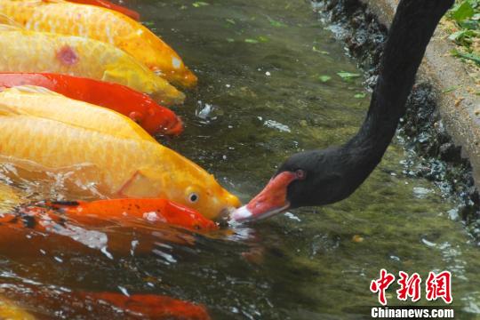 深圳動(dòng)物園黑天鵝喂食錦鯉魚“日久生情”場(chǎng)面溫馨 深圳動(dòng)物園黑天鵝喂食錦鯉魚“日久生情”場(chǎng)面溫馨