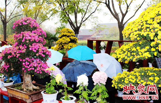天好、花美 中國開封第32屆菊花文化節(jié)延長一周