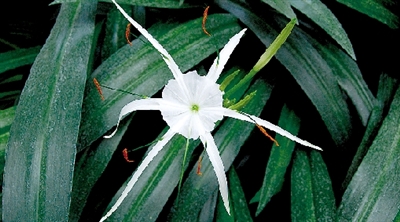 今天“芒種” 炎熱的夏天來(lái)了 今天“芒種” 炎熱的夏天來(lái)了