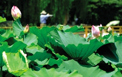 紫荊山公園2012年荷花碗蓮展開(kāi)展