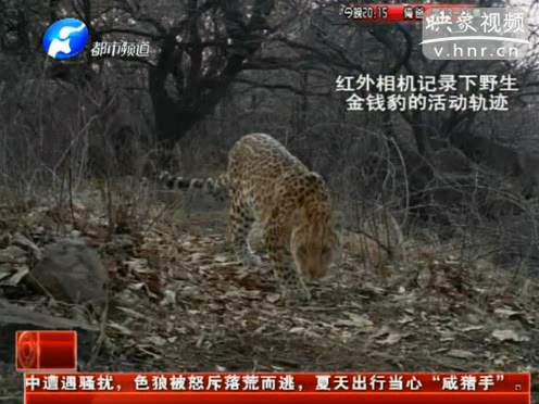 萌萌噠！濟(jì)源首次拍到金錢豹