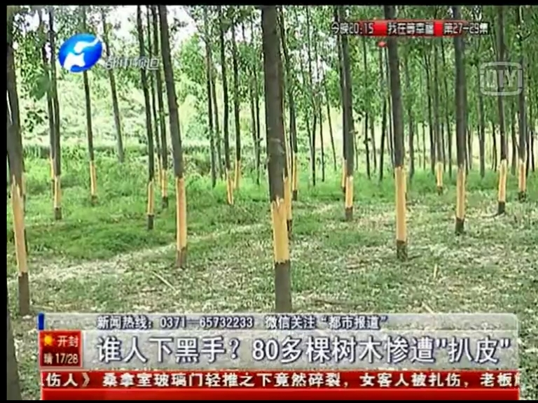 80多棵樹被“扒皮” 誰痛下黑手？