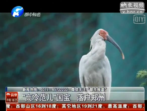 國家一級(jí)保護(hù)鳥類朱鹮落戶鄭州動(dòng)物園