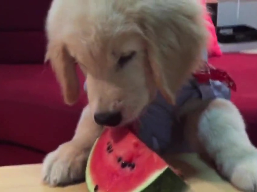 超萌金毛啃西瓜！夏天來了汪星人也要消暑?。? title=