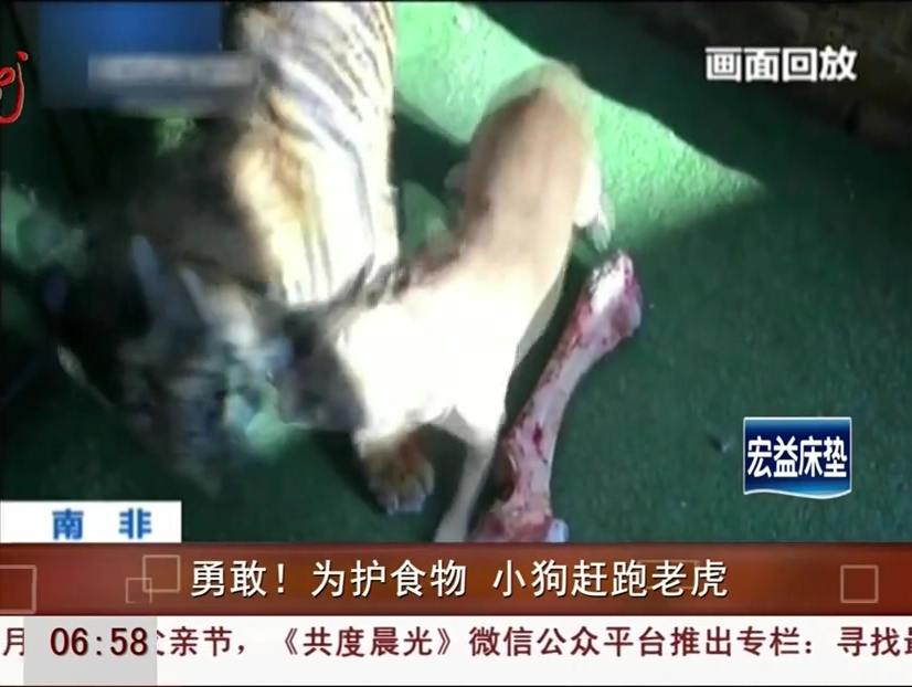 勇敢！為護(hù)食物 小狗趕跑老虎