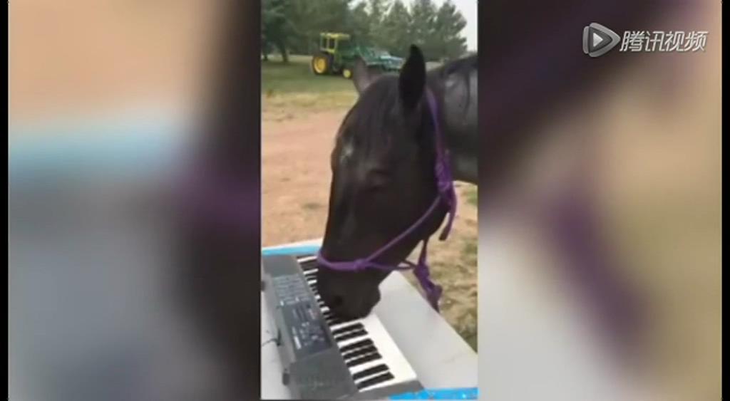 這只逆天的馬會彈琴！
