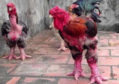 西安現(xiàn)粗腿雞 一只公雞身價(jià)過萬