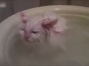 喜歡在盆里暖浴喵咪！這貨太懶了