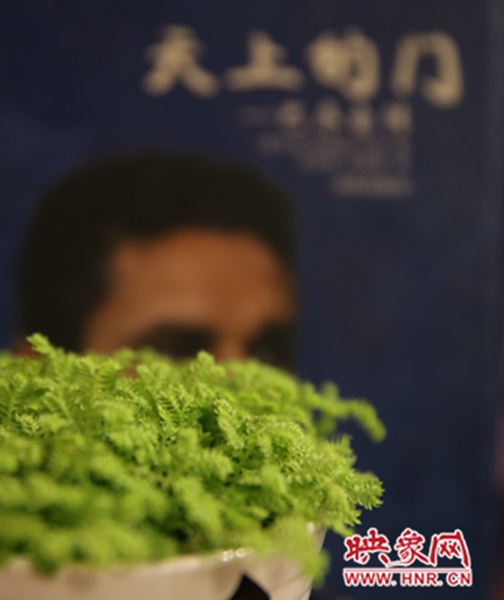 書架上精心布置的綠色植物。