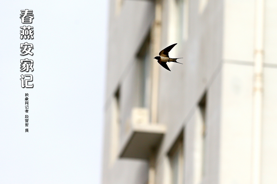 為了愛巢，每天奔波在樓宇間不斷努力