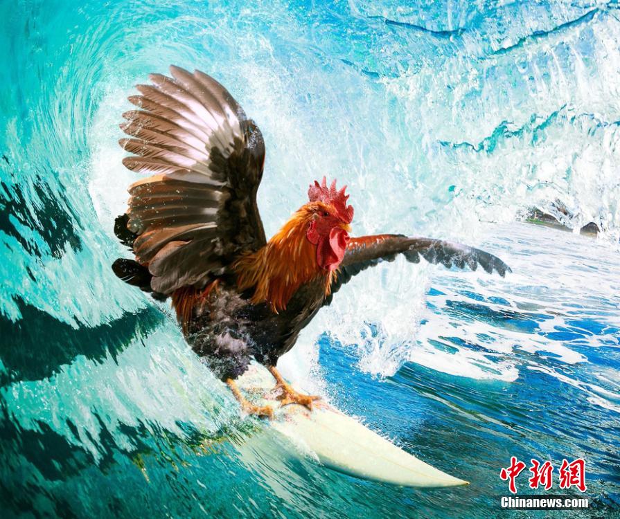 有趣！英國(guó)一公司推出公雞日歷